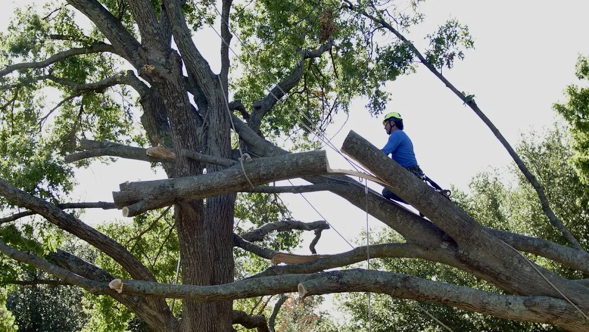 Professional Hazardous Tree Removal performed by certified arborists in Marchand